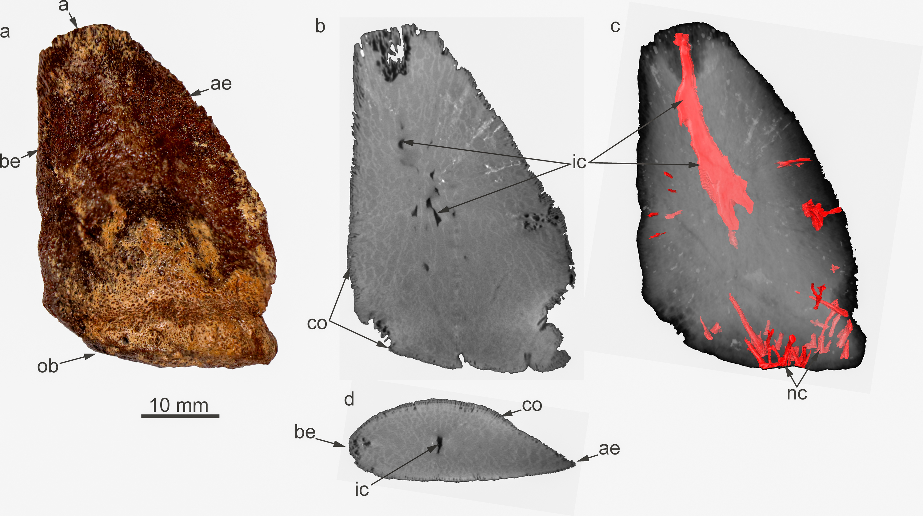CT images of a previously discovered osteoderm from Emausaurus ernsti, a small armoured dinosaur from the early Jurassic from the clay pit near Klein Lehmhagen, Grimmen. © Marco Schade & Jörg Ansorge