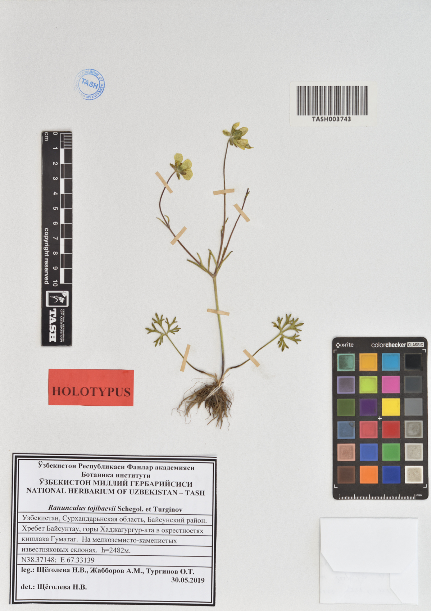 Herbarium specimens, Ranunculus, Uzbekistan, © TASH 