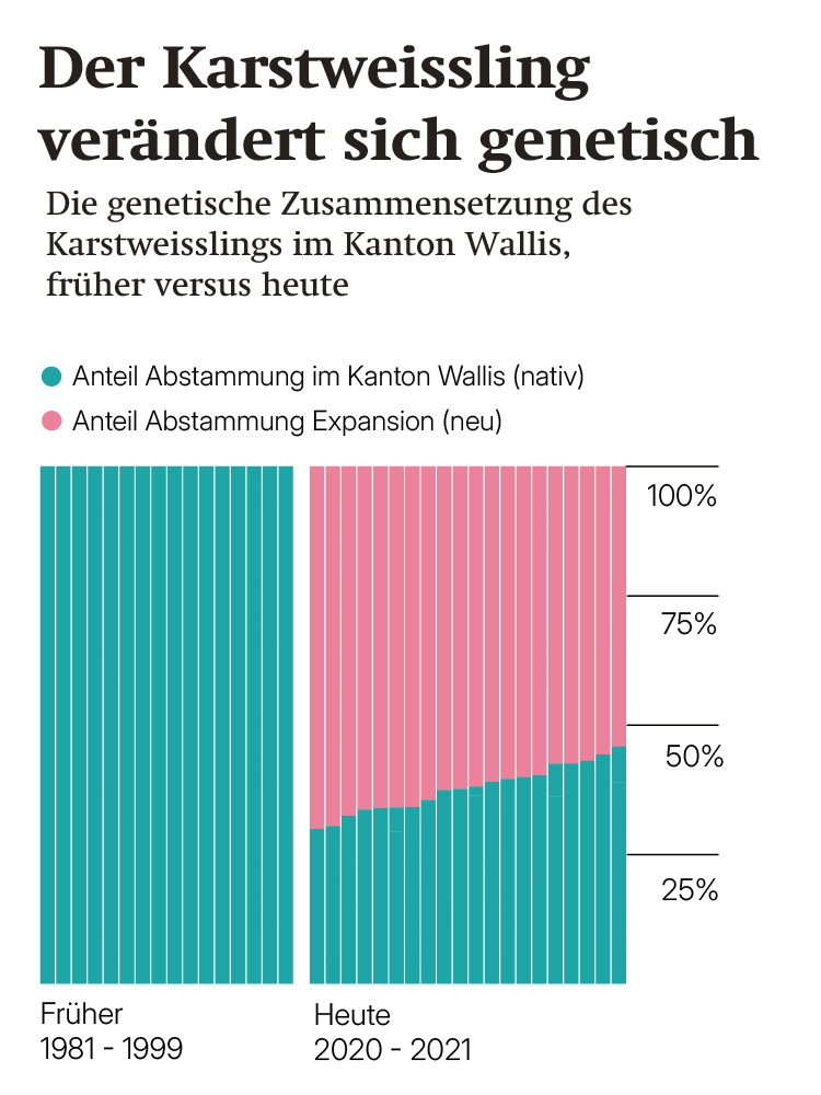 Die Grafik zeift, wie sich der Karstweißling genetisch verändert.