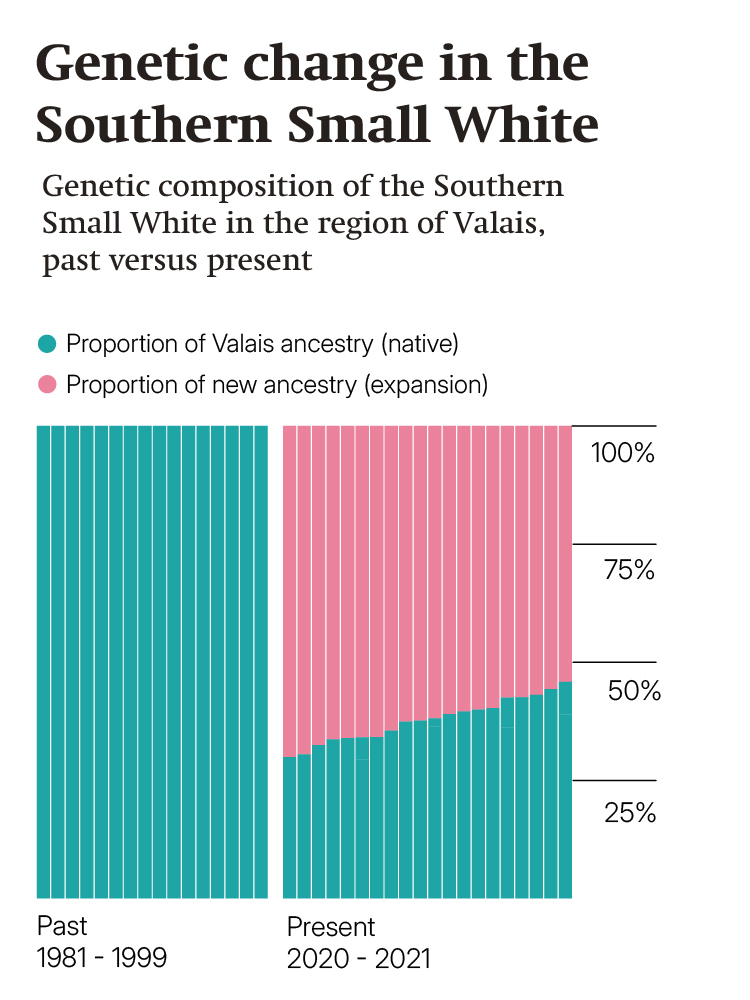 The illustration shows how the genetic diversity of the Southern Small White is decreasing with its expansion