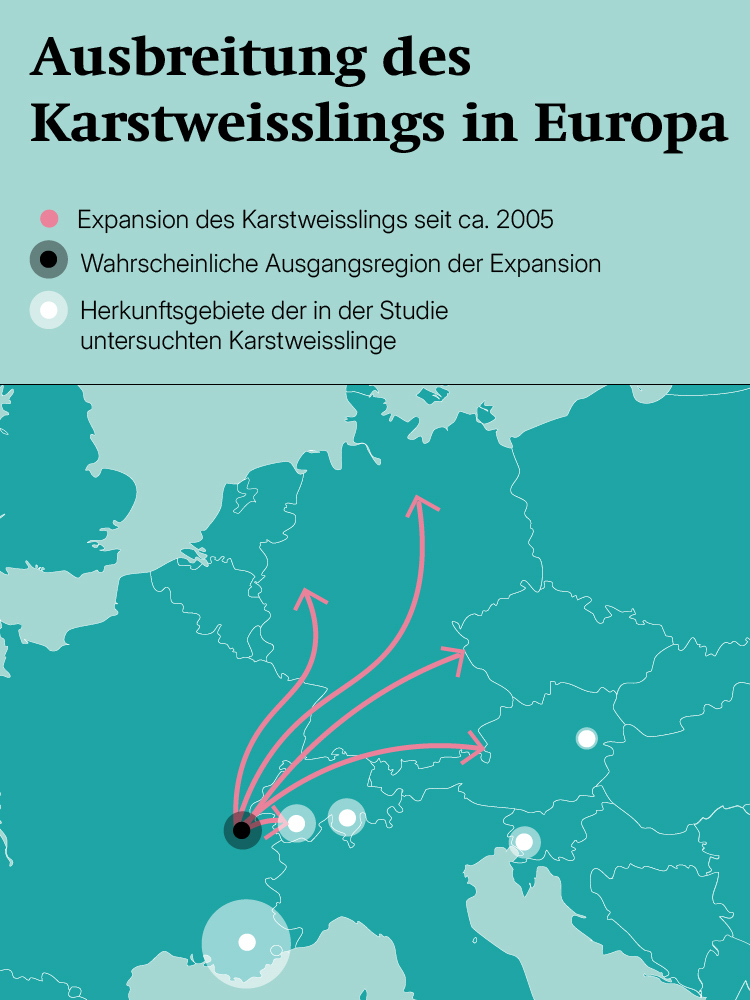 Die Karte zeigt die Ausbreitung des Karstweißlings in Europa. 
