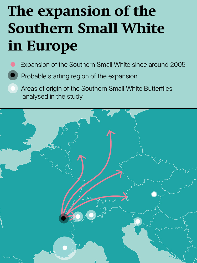 The illustration depicts the Southern Small White's expansion in Europe