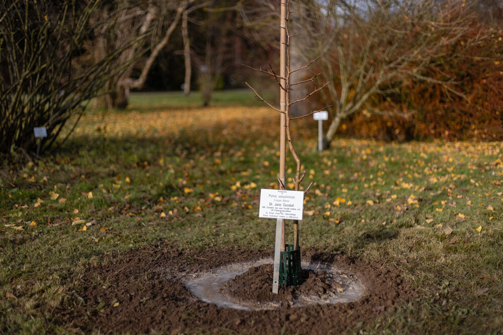 Tree planting in honour of Jane Goodall in the Greifswald Arboretum