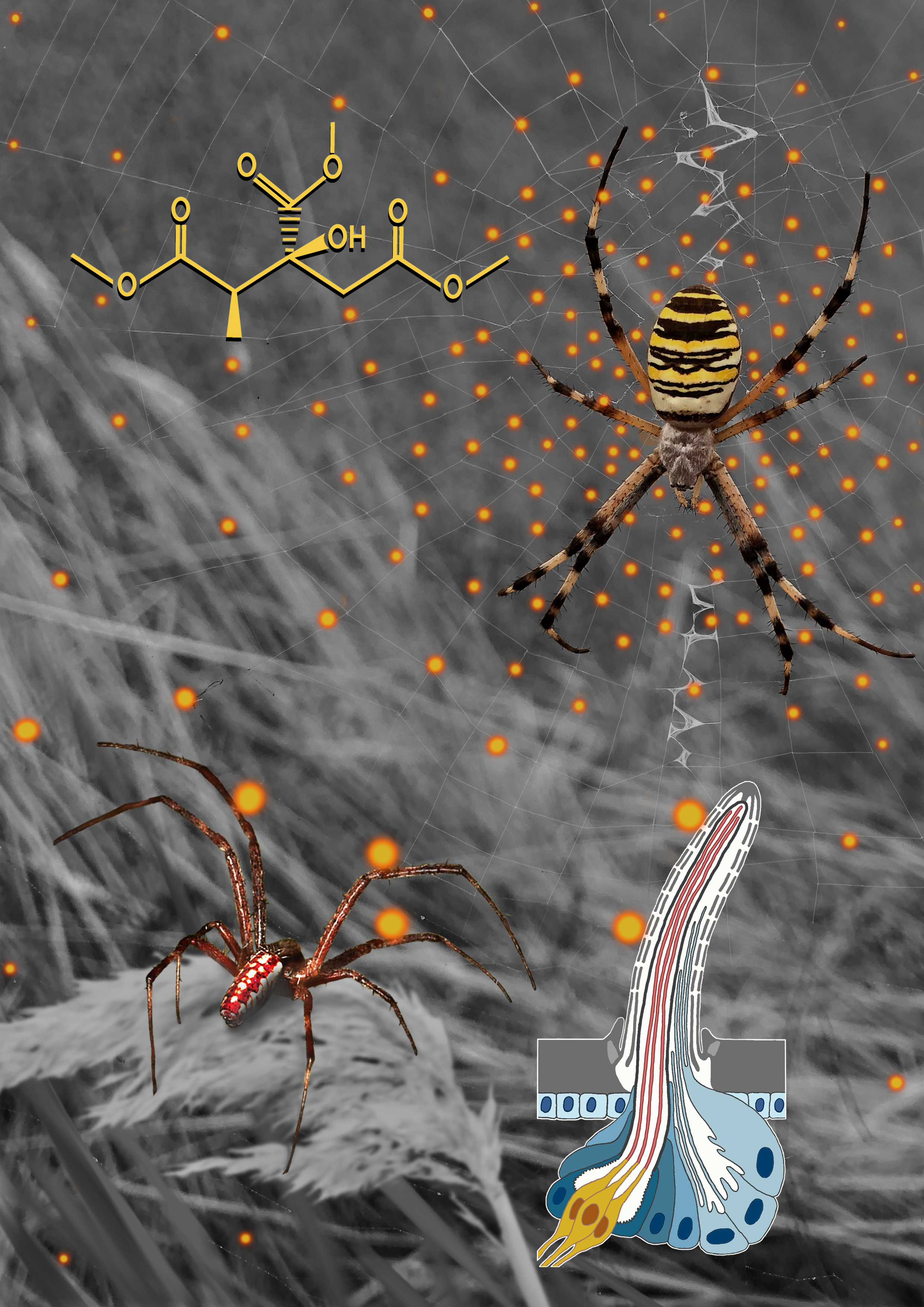 Illustration of the study’s results: a male of Argiope bruennichi approaches a female that signals its receptivity through the emission of a sex pheromone (2R,3S)-trimethyl methylcitrate (TMMC). Sex pheromone molecules are indicated by the bright spots. 