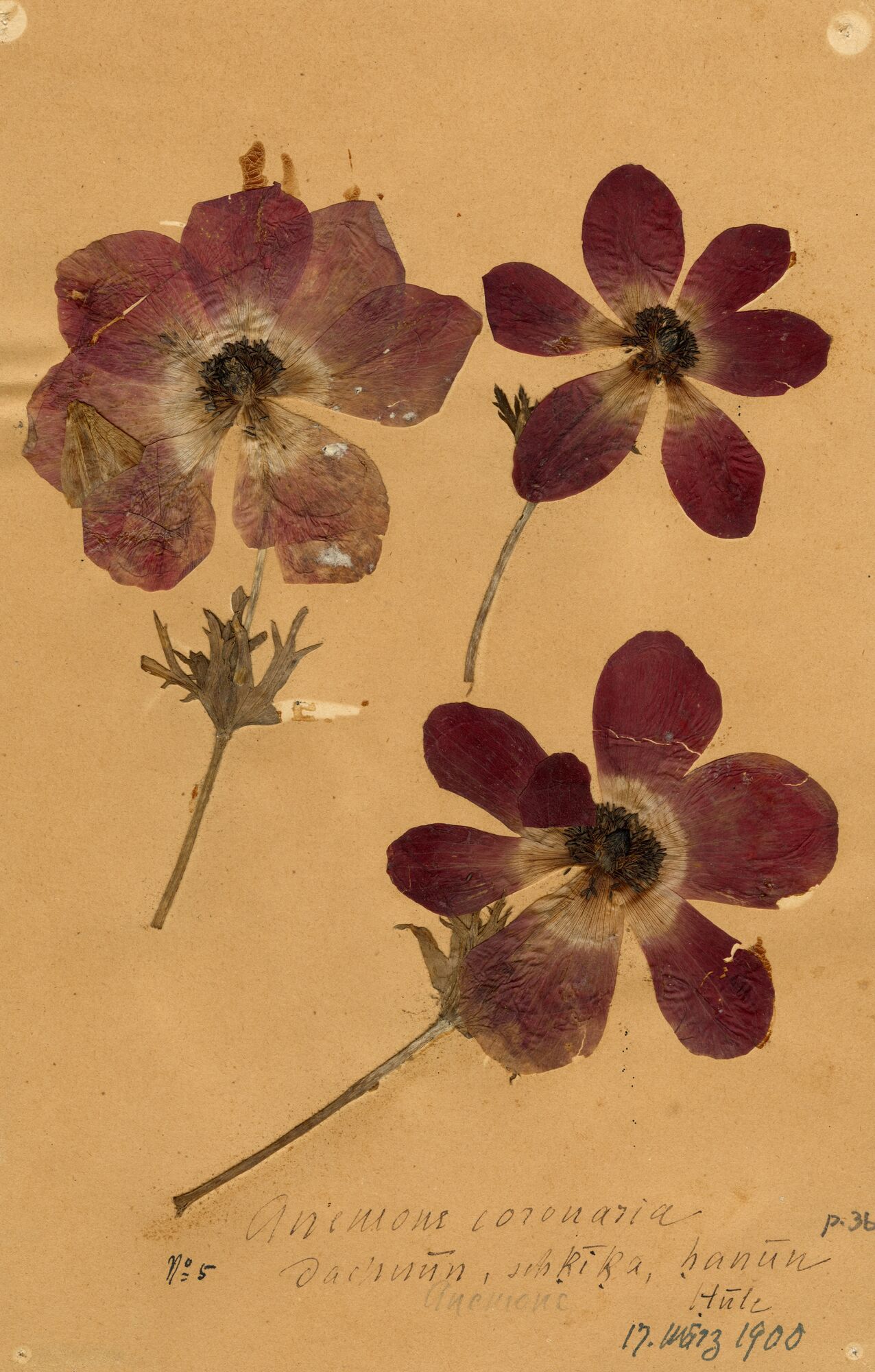 Gepresste Kronenanemone, gesammelt am 17. März 1900 von Gustaf Dalman am Hule-See.
