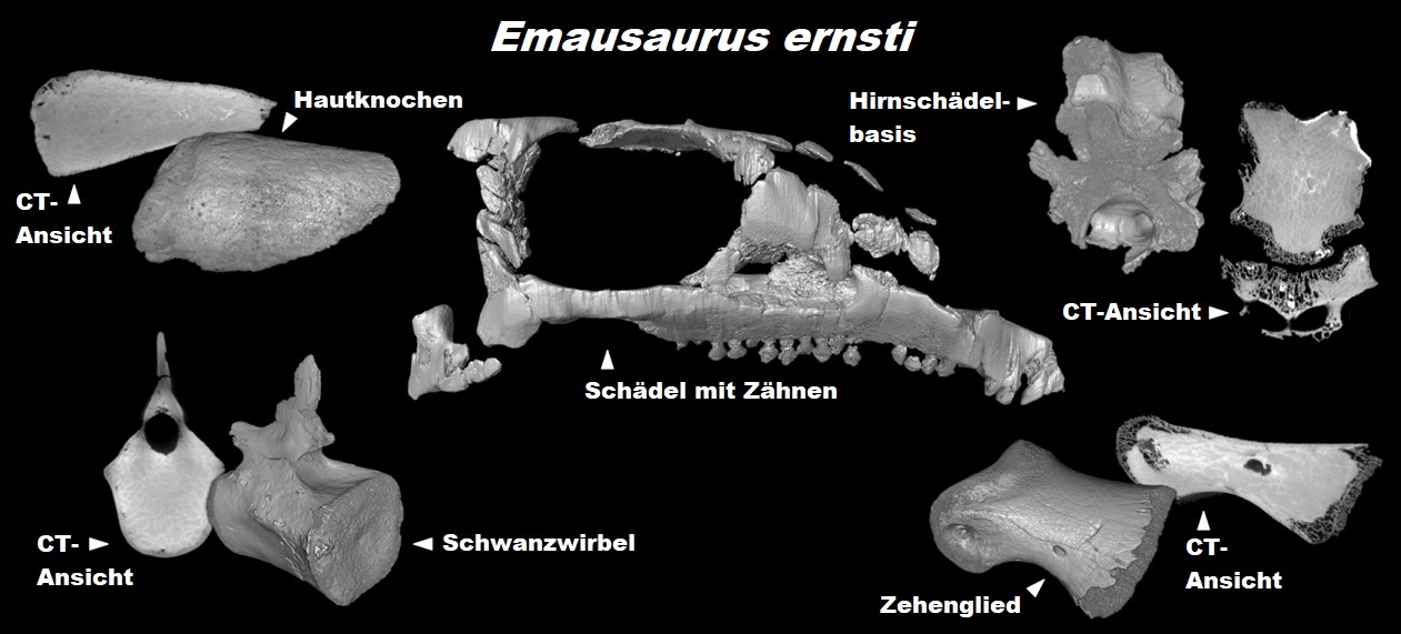 Digitale Modelle der fossilen Knochen von Emausaurus ernsti, welche ab März neu untersucht werden