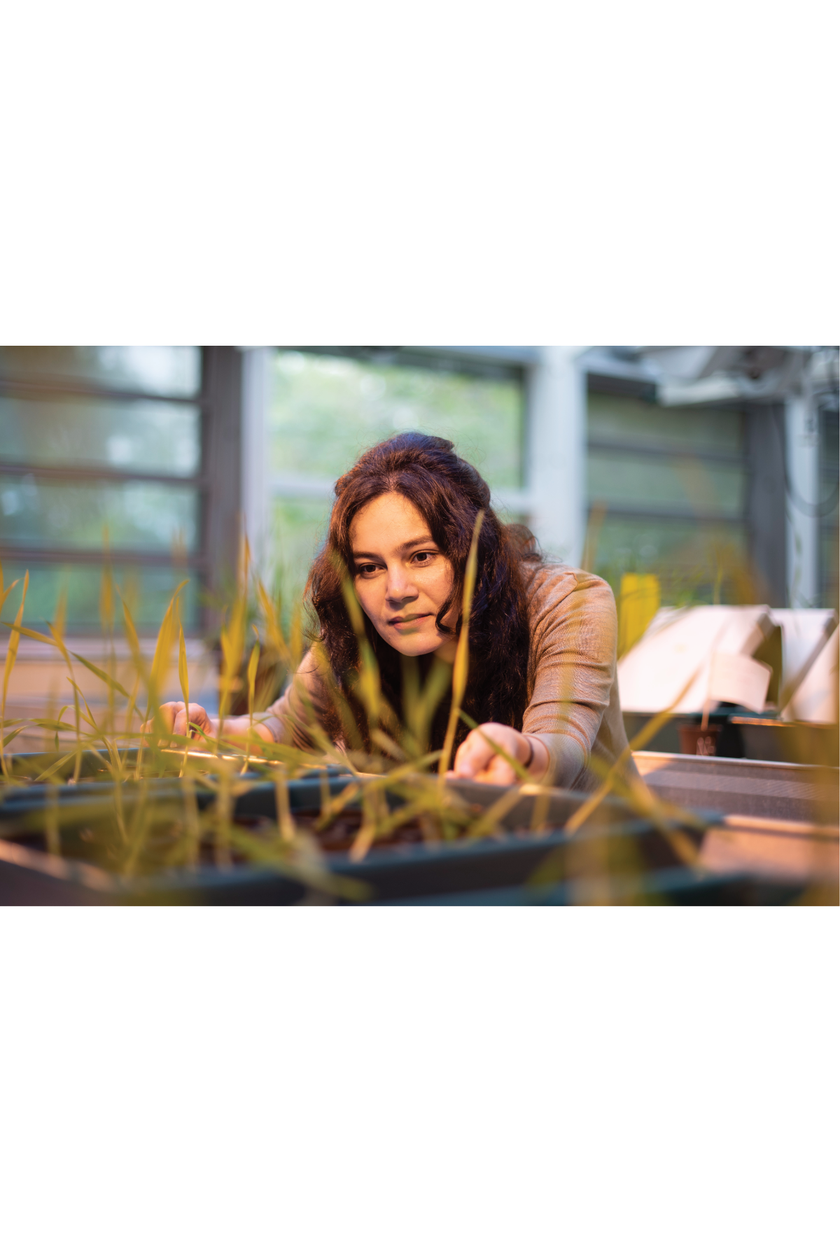 Dr. Vajiheh Safavi Rizi, Institut für Botanik & Landschaftsökologie AG Pflanzenphysiologie, Greifswald