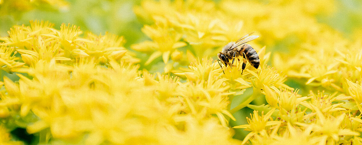 Freilandbereich des Botanischen Gartens - Foto: Till Junker