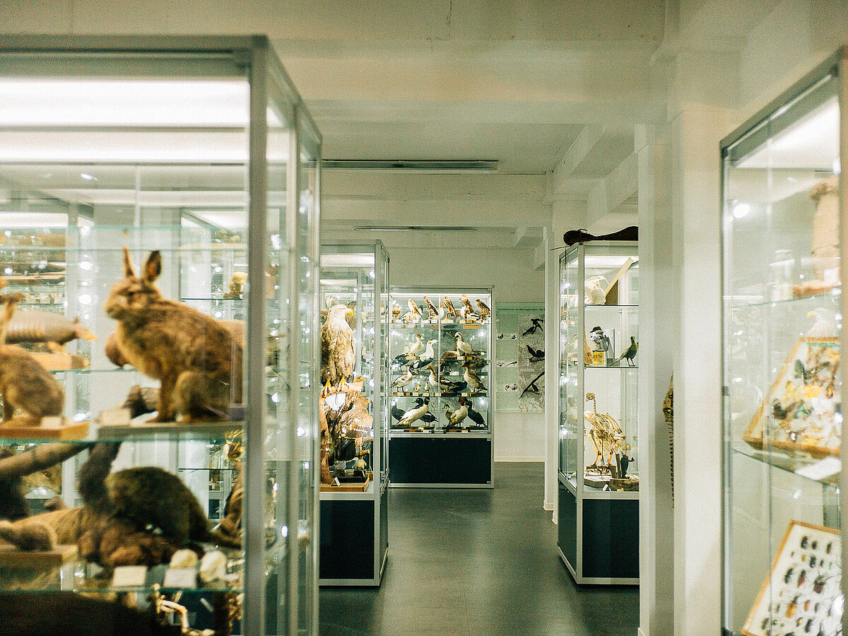 Symbolbild wissenschaftliche Sammlung - Foto: Till Junker Symbolbild wissenschaftliche Sammlung. Diverse Glasvitrinen mit ausgestopften Tieren und Insektensammlungen. - Foto: Till Junker