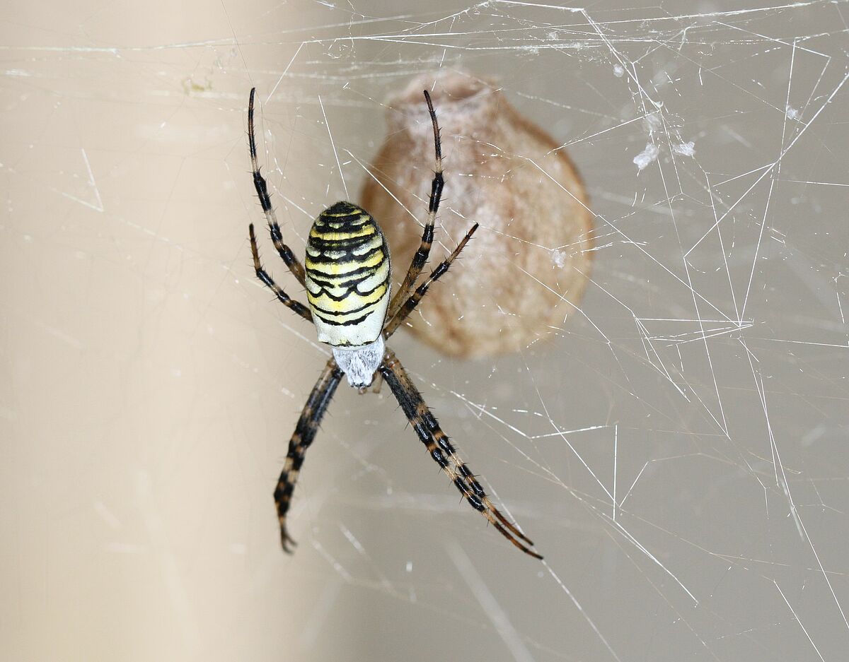 Die Wespenspinne Argiope bruennichi mit Eikokon. © Gabriele Uhl