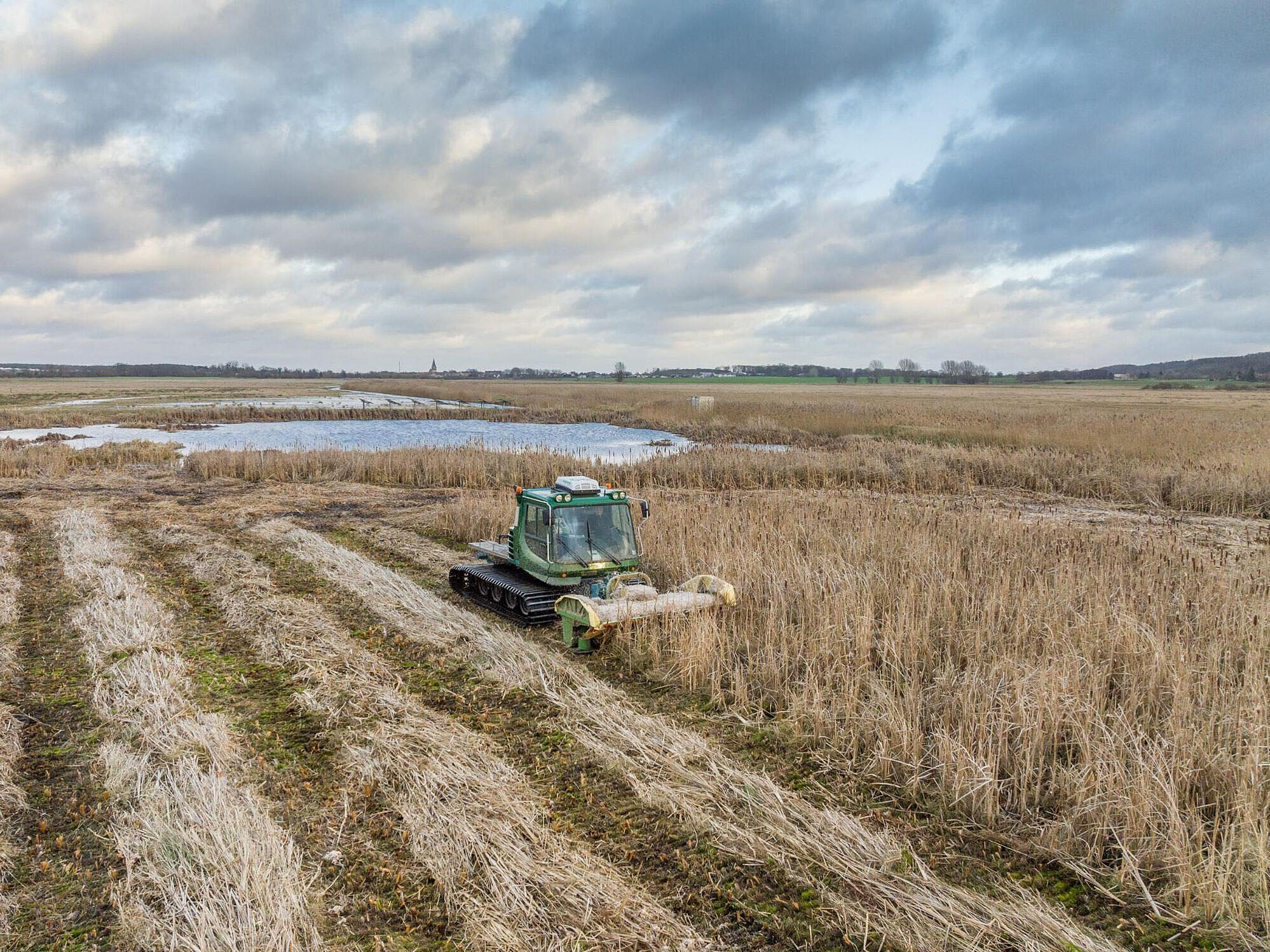 Rohrkolbenernte auf einer wiedervernässten Fläche am Kummerower See in Mecklenburg-Vorpommern