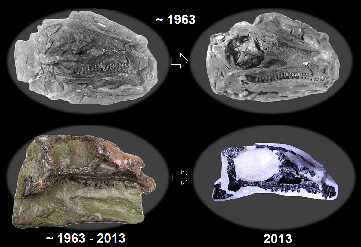 Der Schädel des Holotypus von Emausaurus ernsti, einem gepanzerten Dinosaurier aus einer jurazeitlichen Tongrube bei Grimmen. 