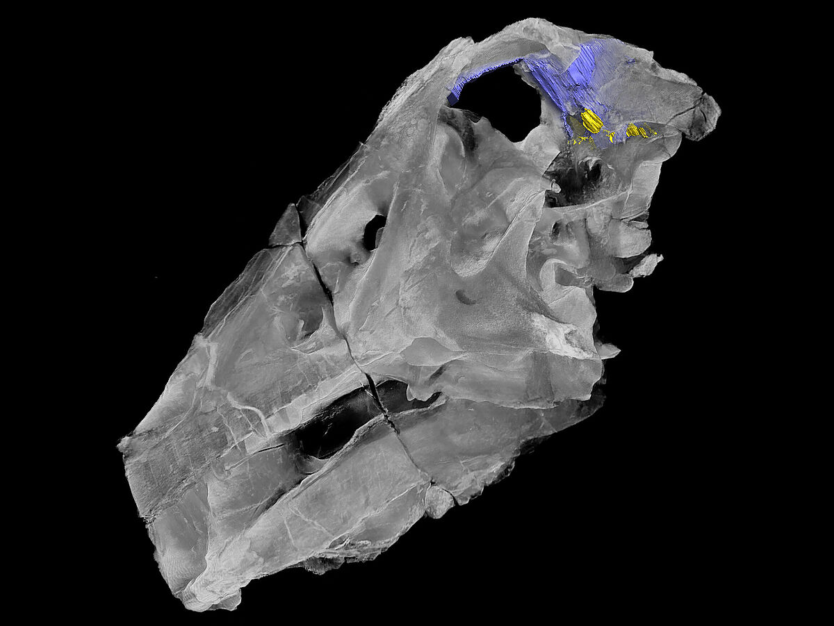 Digitale Darstellung der linken Schädelhälfte von Irritator challengeri, ©Marco_Schade