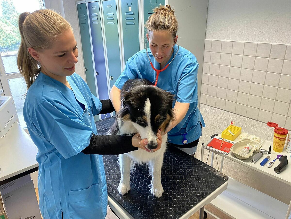 Tierärztin Dr. Susan Mouchantat (li.) und die Tiermedizinische Fachangestellte Aileen Ertel bei der Untersuchung eines Hundes. © Julia Rüdebusch, 2022