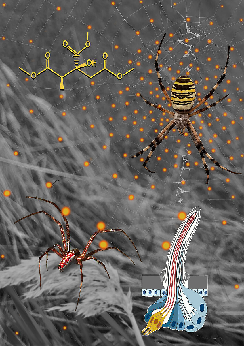 Die Grafik zeigt, wie sich ein Männchen der Art Argiope bruennichi einem Weibchen nähert, das seine Paarungsbereitschaft durch die Abgabe eines Sexualpheromons (2R,3S)-Trimethyl methylcitrat (TMMC) signalisiert. Die Sexualpheromonmoleküle sind durch die hellen Punkte gekennzeichnet. 