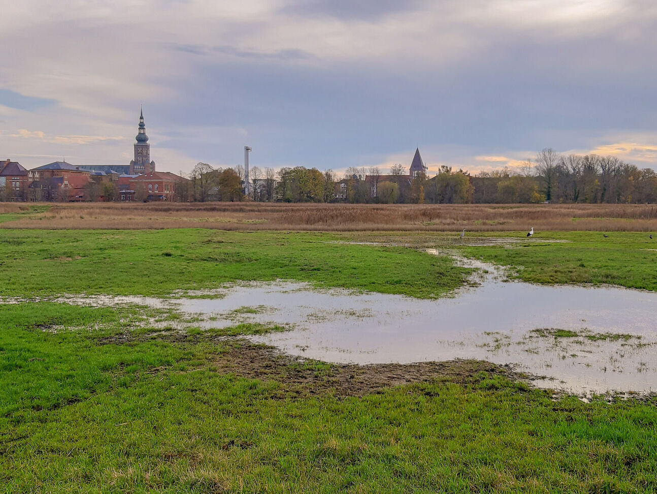 Zu sehen sind die Salzwiesen vor Greifswald, im Hintergrund der sog. Caspar-David-Friedrich-Blick.