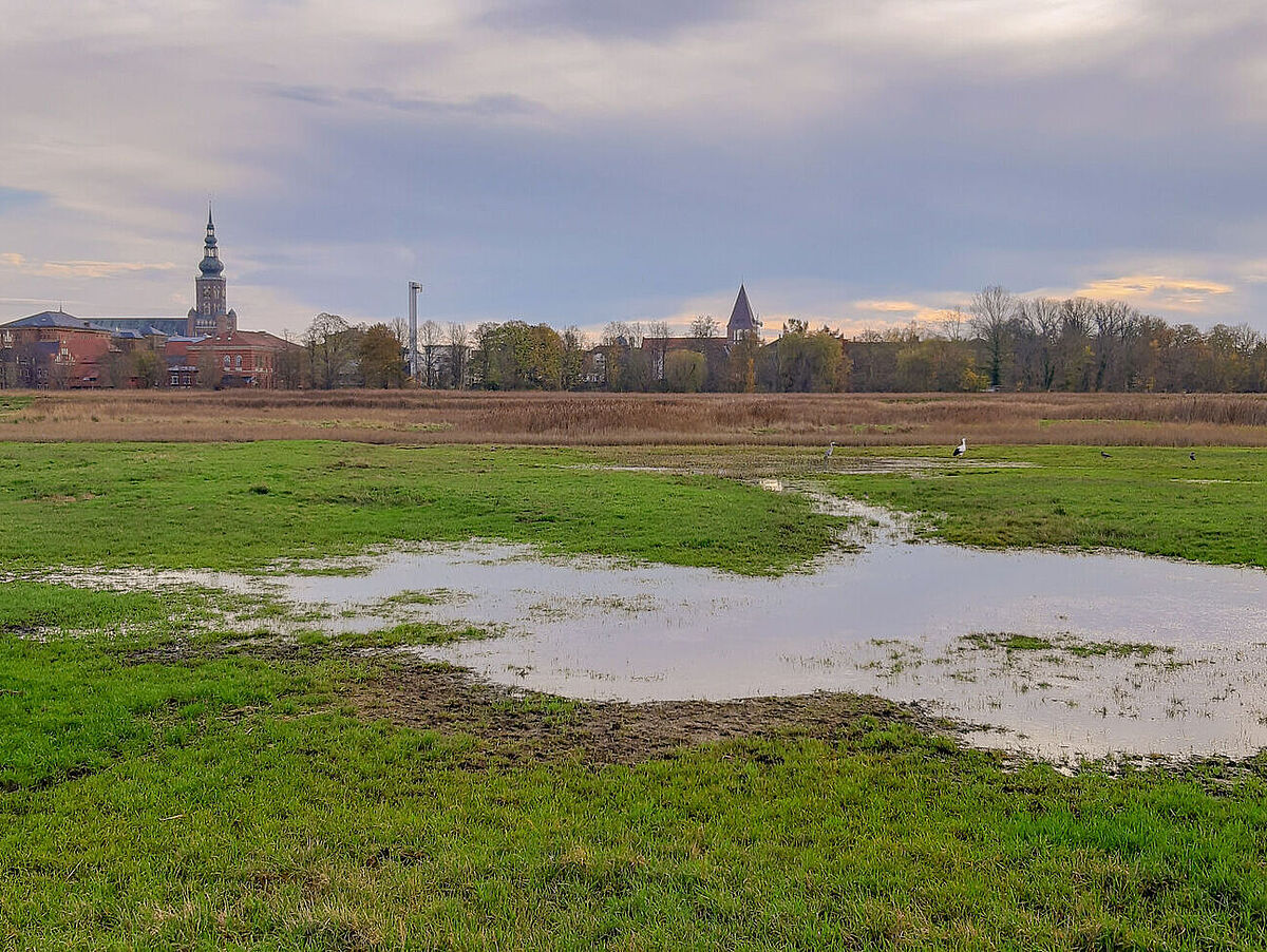 Salt marshes near Greifswald, © Jan Meßerschmidt, 2020