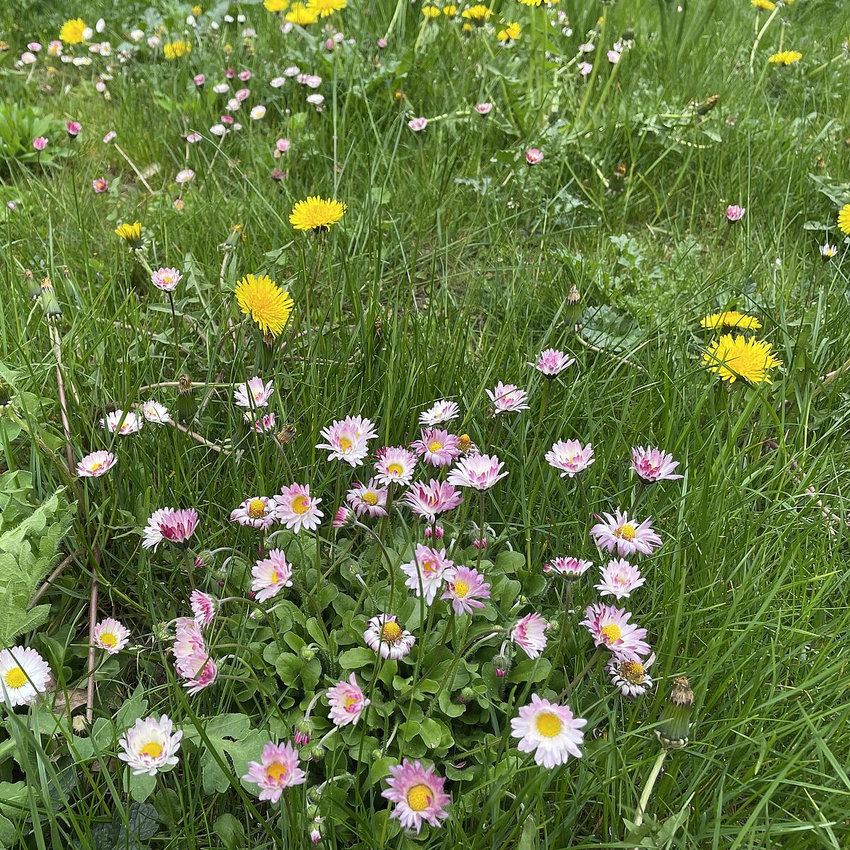 Fotoaktion: Säe KreativEU-Blumen