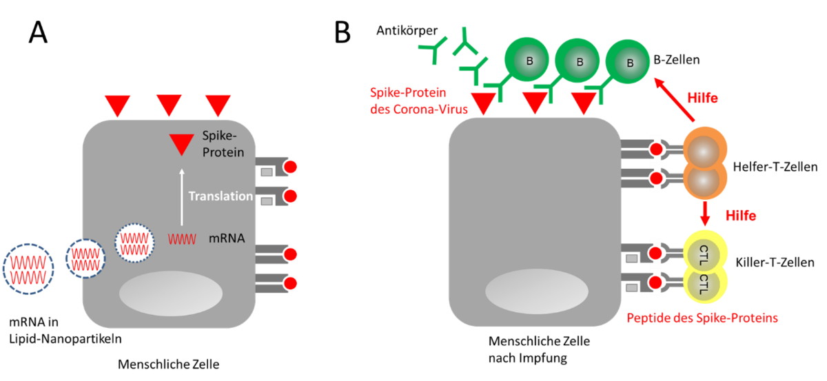 Abbildung 1: Wie wirkt ein mRNA-Impfstoff?