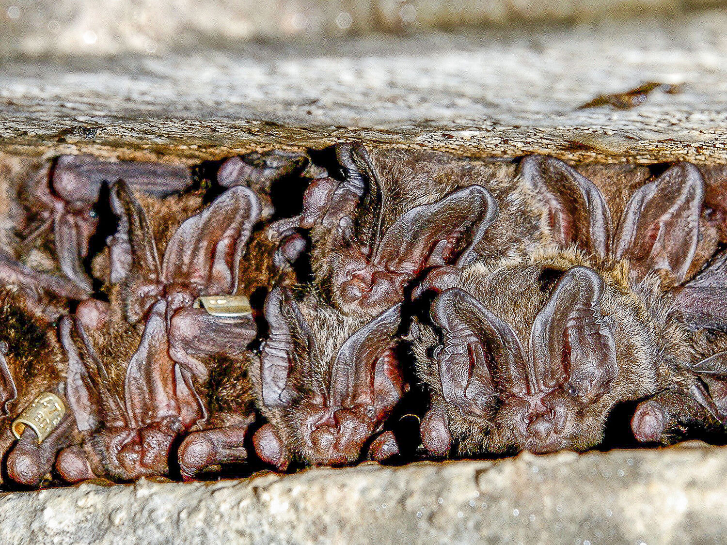 Mopsfledermäuse in einem Fledermauskasten, Foto: Gerald Kerth