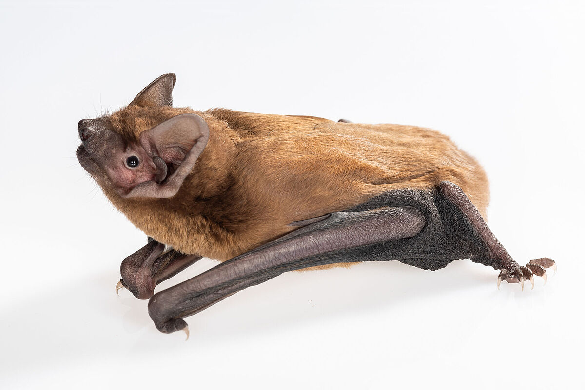 The photo is an image of the bat species common noctule (Nyctalus noctula)