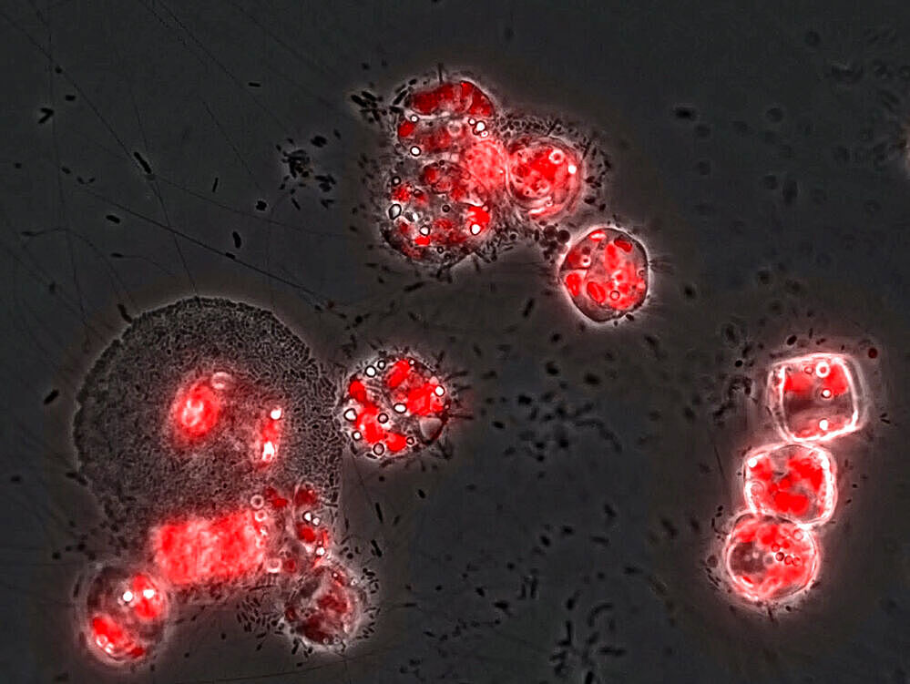 Bacterial communities attacking marine microalgae that produce laminarin (fluorescence microscope image, the chlorophyll of the microalgae is shown in red). © Dr. Stephanie Markert