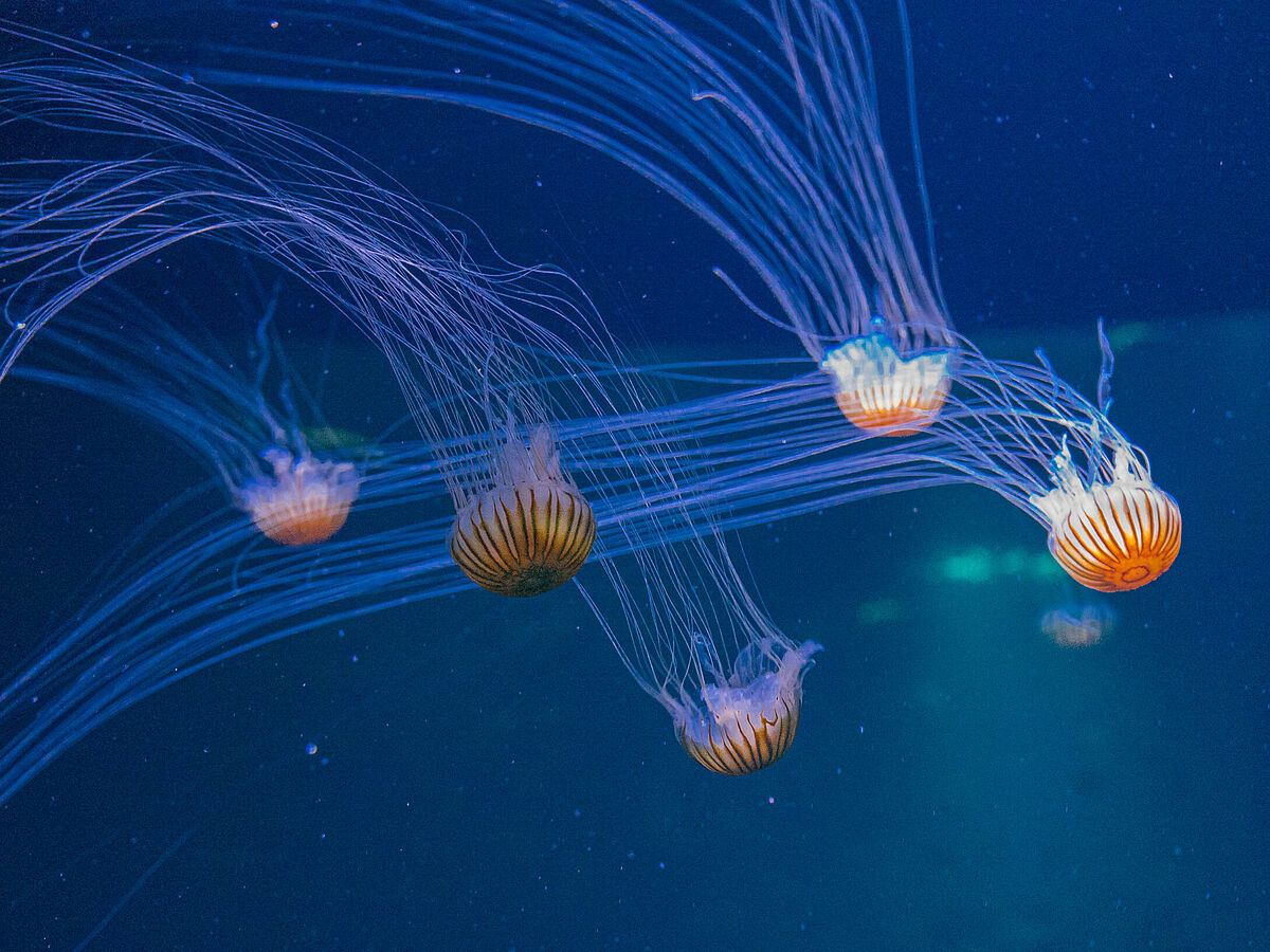 Impression aus dem Ozeaneum Stralsund