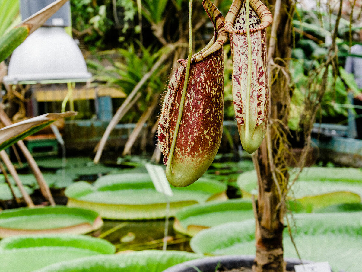 Kannenpflanze im Botanischen Garten, ©Jan_Meßerschmidt