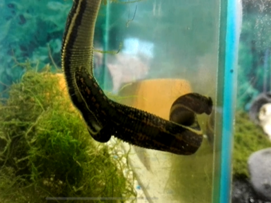 Blutegel bei ihrem Hochzeitstanz im Aquarium, ©Phil-Lukas