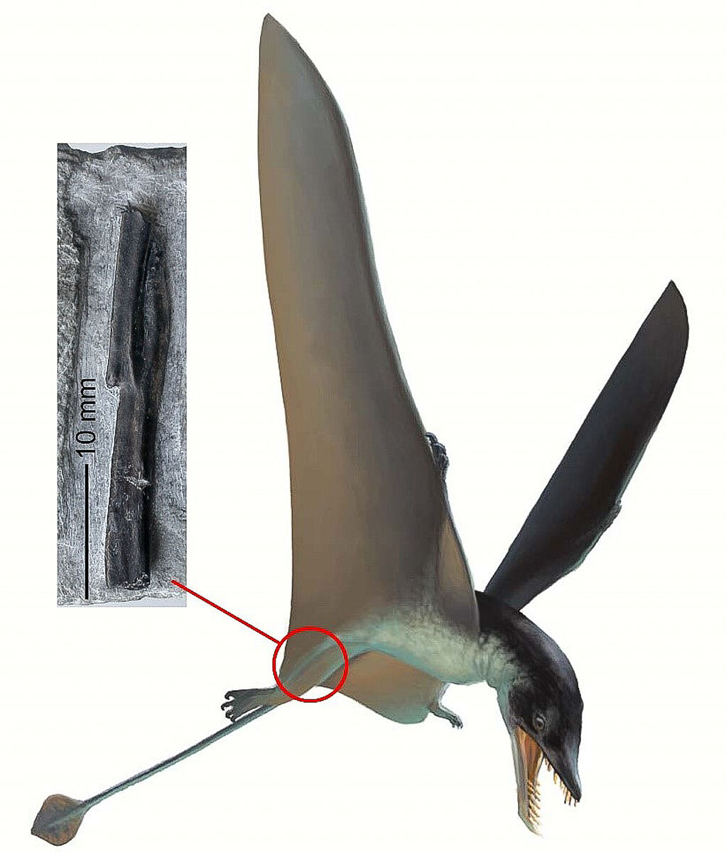 ​​​​​​​Stock image of a pterosaur, more precisely a rhamphorhynchoid