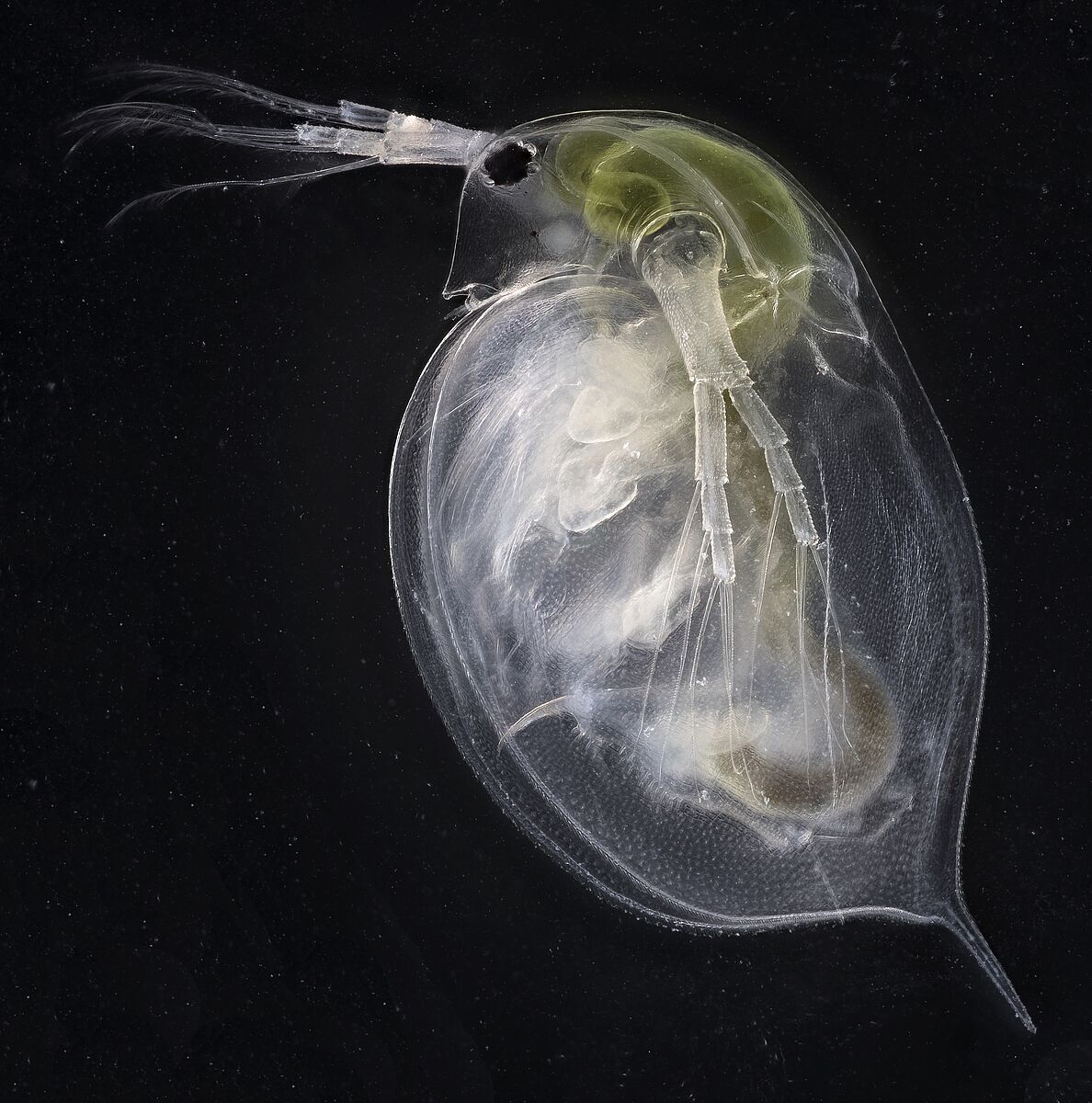 Planktonkrebs Daphnia magna, ©Peter-Michalik, 2019