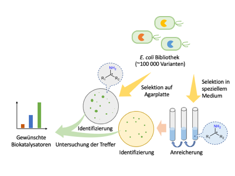 Growth assay principle: An E. coli library with approximately 100,000 variants is screened for the desired enzyme variants either in a special medium or directly on agar plates. Only bacteria that produce enzymes with high levels of activity can grow and therefore be easily identified. These biocatalysts are then biochemically characterised and used for the synthesis of the active ingredient building blocks. © Uwe Bornscheuer, 2022