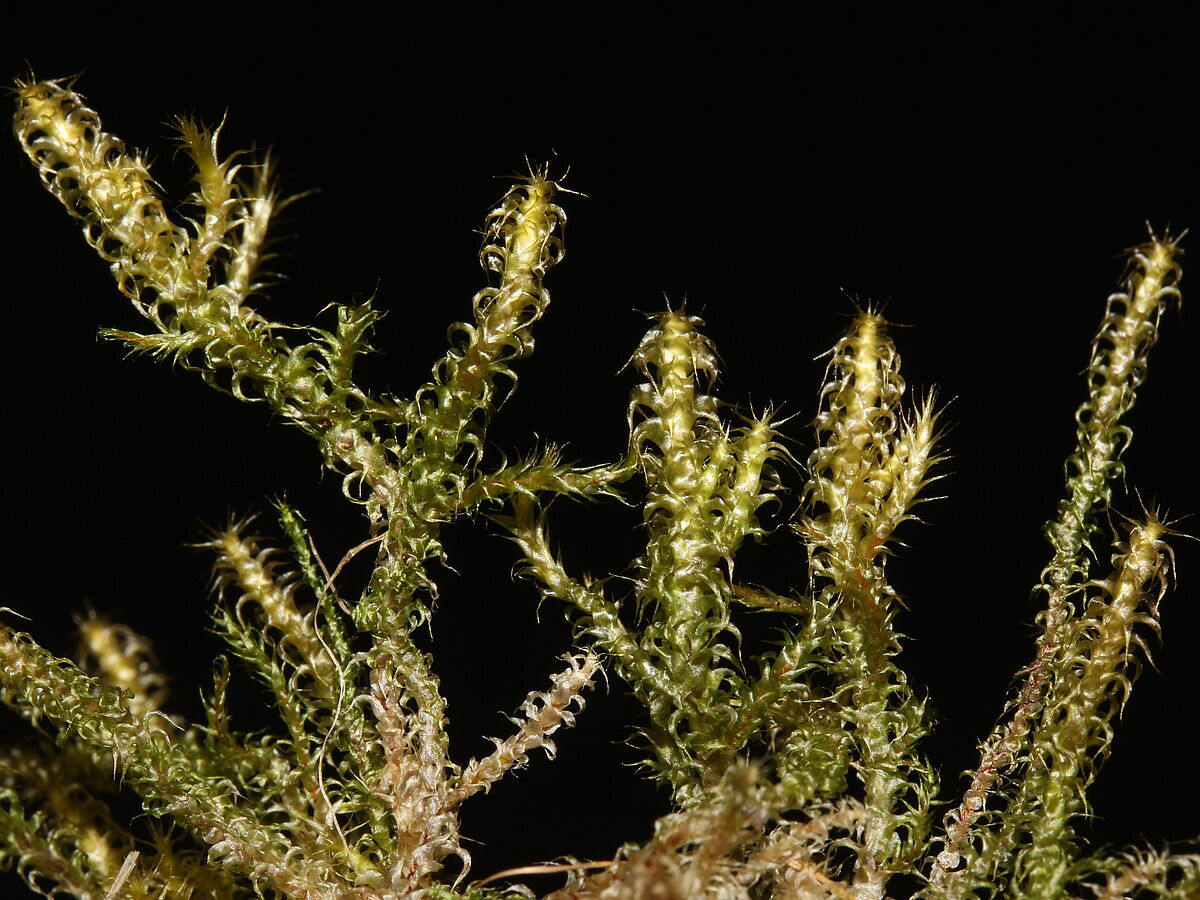 Der wenige Zentimeter hohe Sparrige Runzelpeter (Rhytidiadelphus squarrosus) ist wie kaum ein zweites Moos auf intensiv gepflegten Scherrasen zu Hause – Foto: ©Peter_König