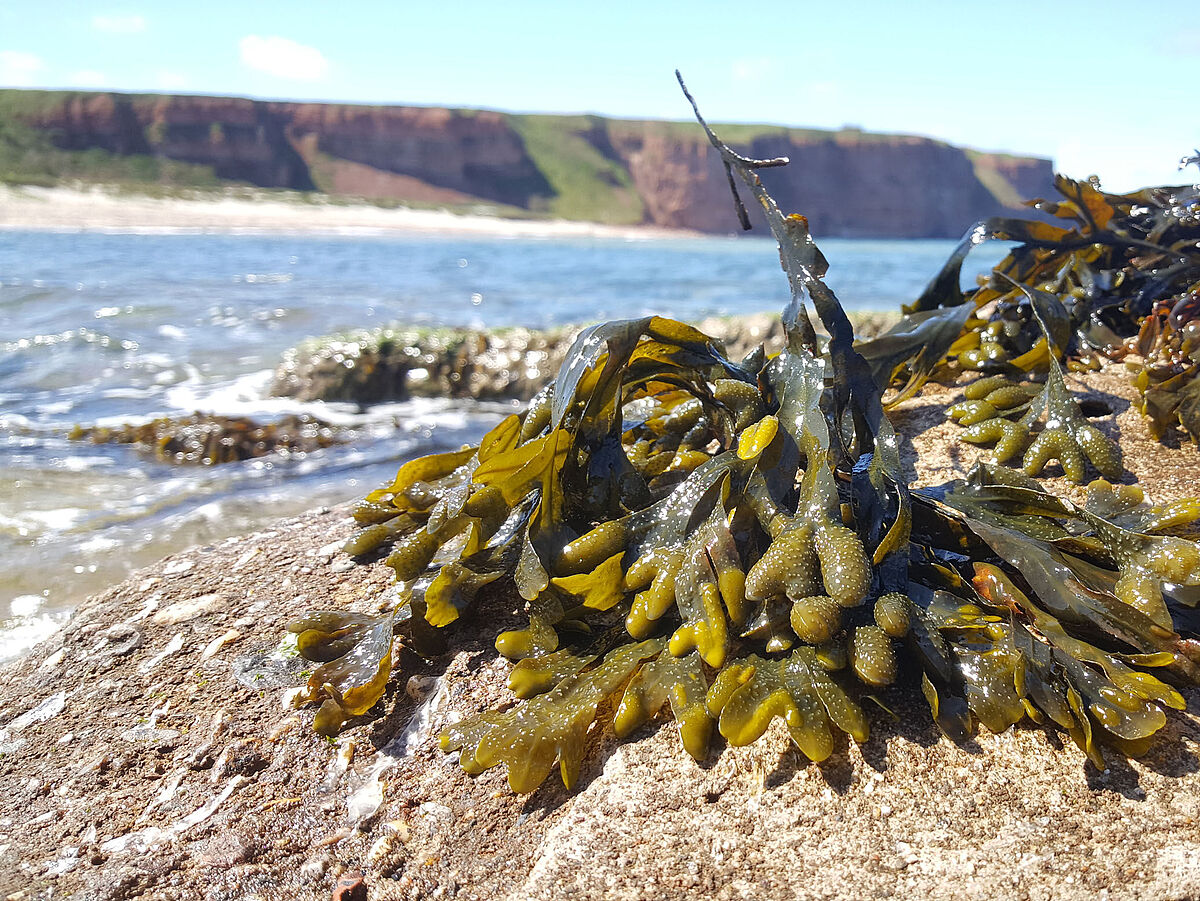 Die Braunalge Fucus vesiculosus wächst an felsigen Küsten wie hier auf Helgoland. Der Zellwandzucker Fucoidan ist dabei besonders wichtig um gegen die Gezeiten und Wellen zu bestehen. - Foto: Max-Planck-Institut für Braunalge Fucus vesiculosus - Foto: Max-Planck-Institut für Marine Mikrobiologie / M. Schultz-Johansen