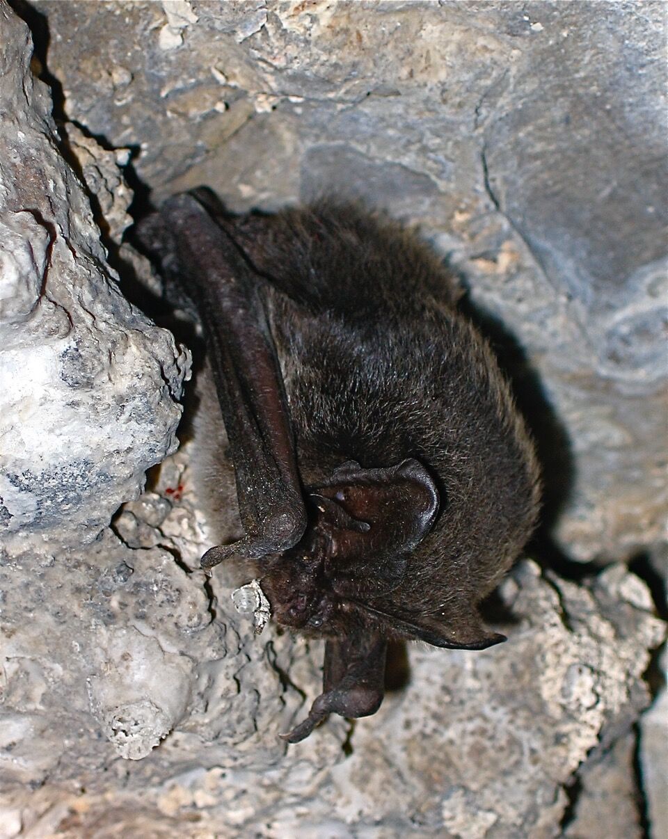 Mopsfledermaus