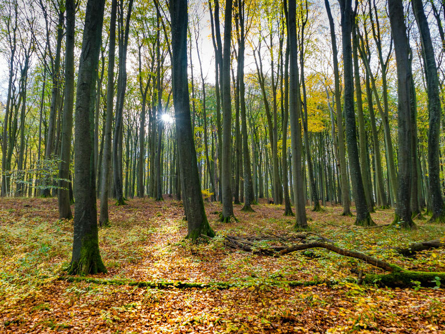 Im Waldboden wird ungefähr doppelt so viel Methan gespeichert als in Grünlandböden. ©Jan-Meßerschmidt, 2020