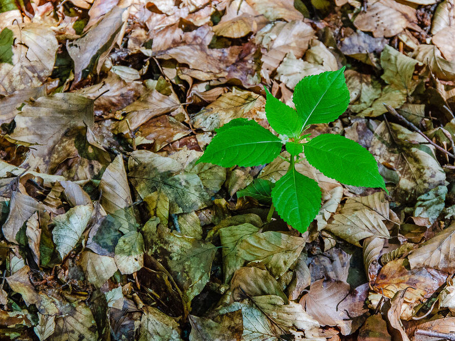 Es ist eine Pflanze auf dem Waldboden zu sehen.