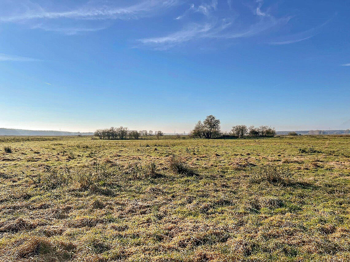 Eine Moorlandschaft in Mecklenburg-Vorpommern. Weit im Hintergrund stehen vereinzelt kleinere Bäume und Büsche.