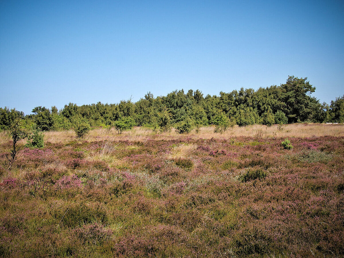Hiddenseer Heide ©Theodor Fiedler Hiddenseer Heide, ©TheodorFiedler