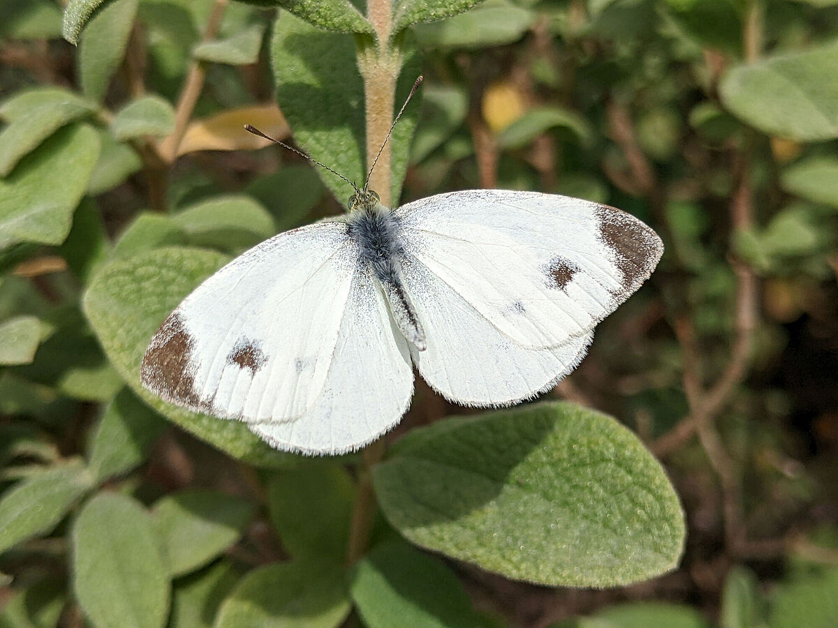 The image depicts a Southern Small White on a leaf.